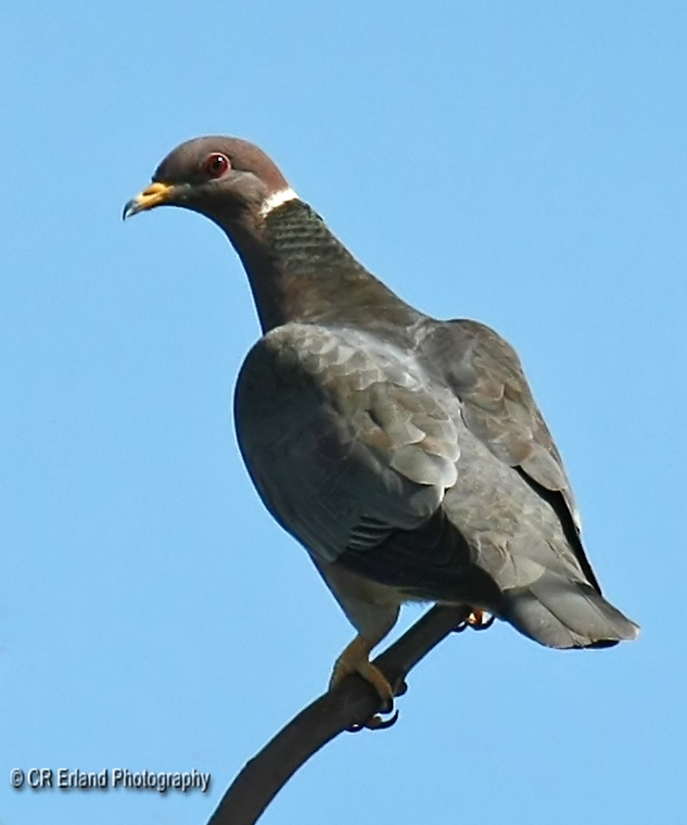 Band-tailed Pigeon