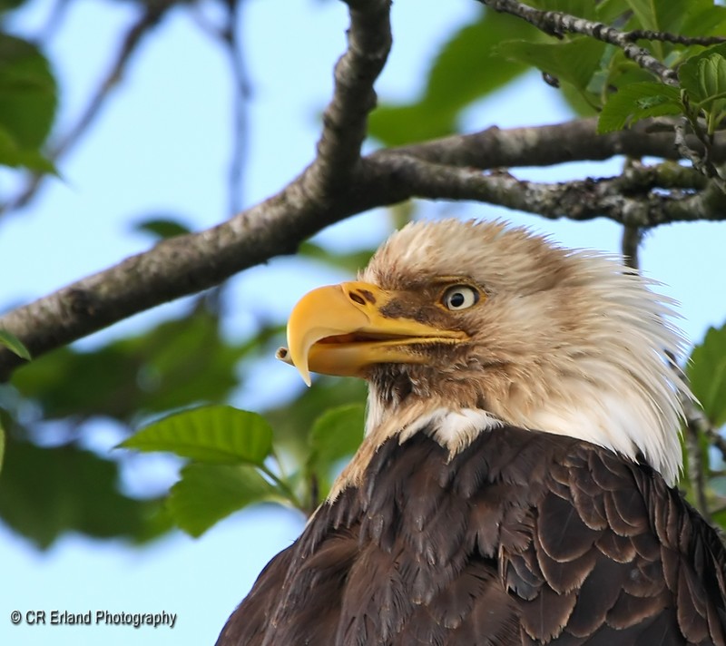 Cross-billed Eagle