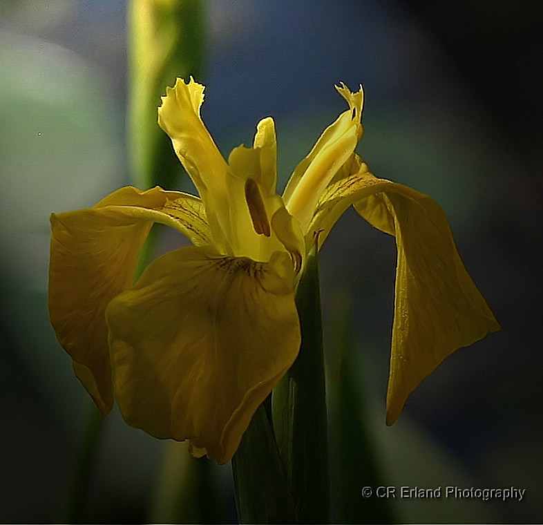 Yellow Water Iris