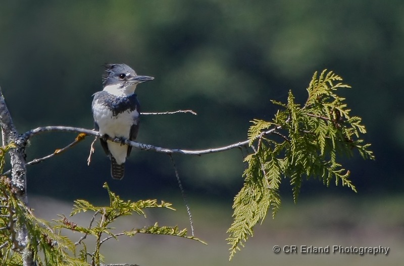 Belted Kingfisher