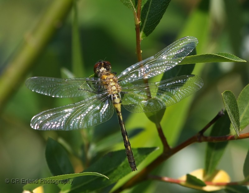 Shimmering Wings