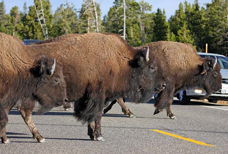 Bison Crossing