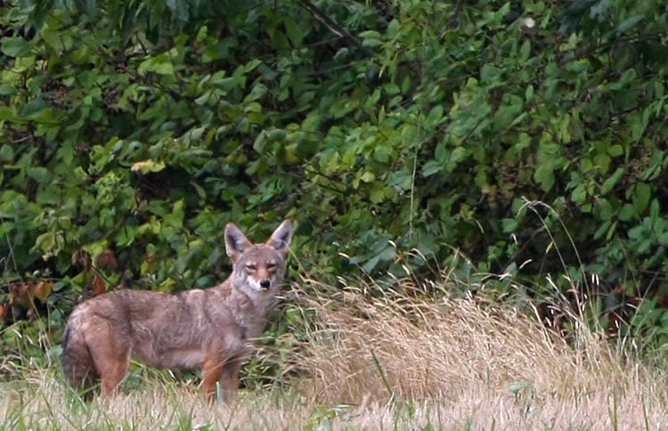 Coyote in the Field