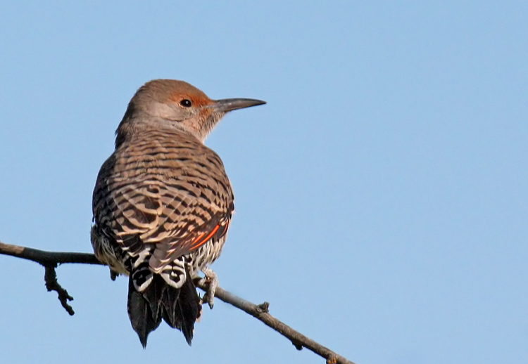 Young Northern Flicker