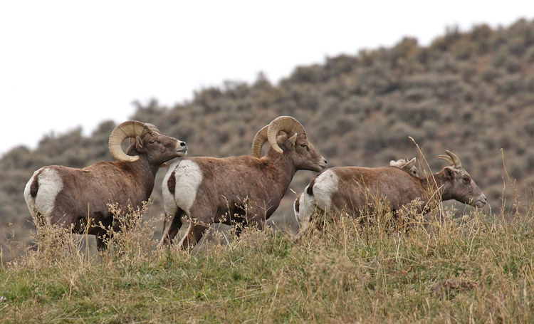 Callifornia Bighorn Rams and Ewe