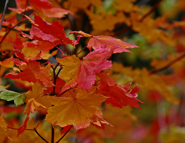 Fall Colour
