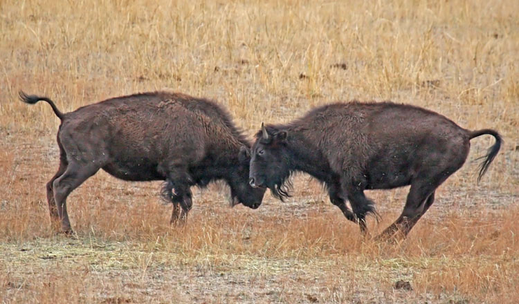 Bison Calves at Play