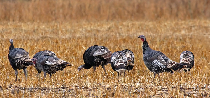 Wild Turkeys