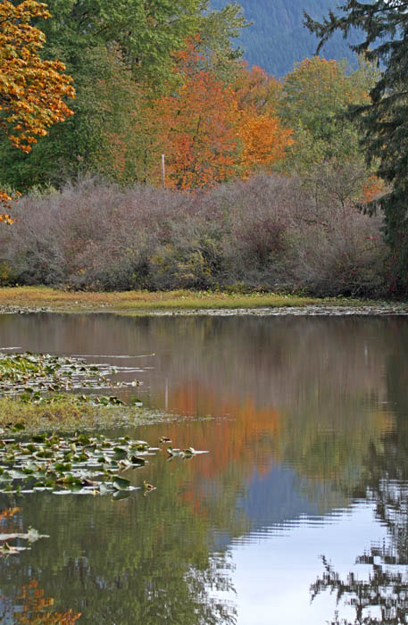 Fall Colours at the Slough