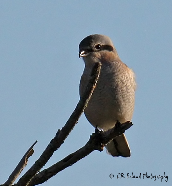 Northern Shrike