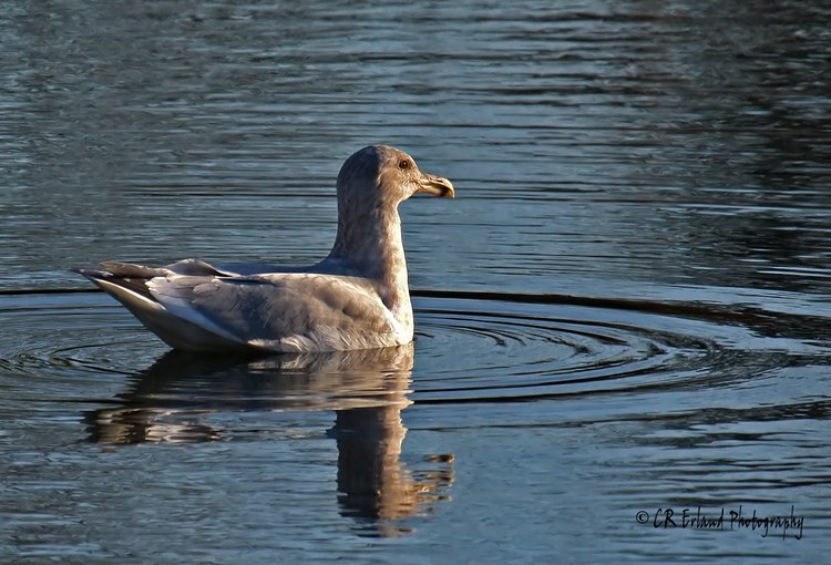 Ripples - circle 6