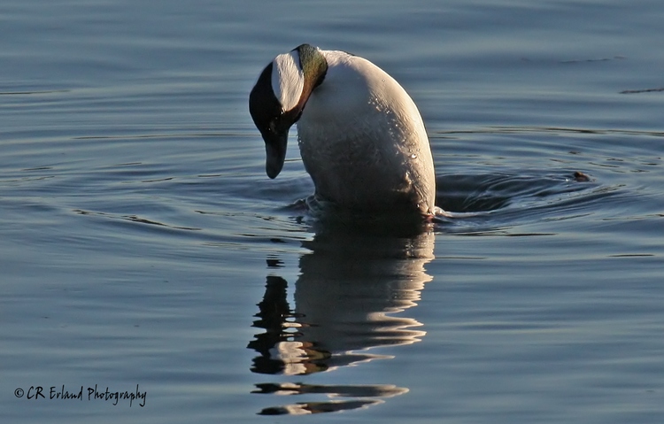 Diving for Breakfast