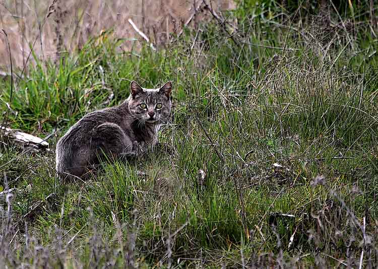 Grey Cat