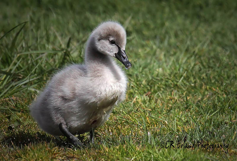 Swans: Black Swans