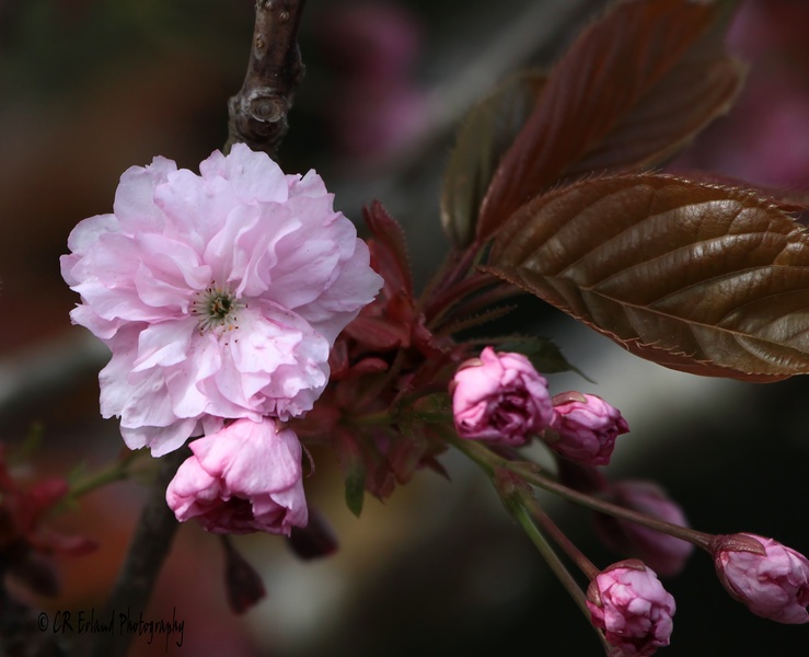 Springtime Flower