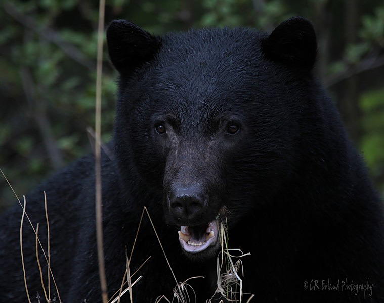 North Island Black Bear