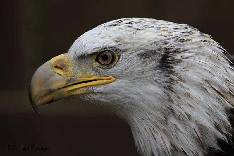 Portrait of a Bald Eagle