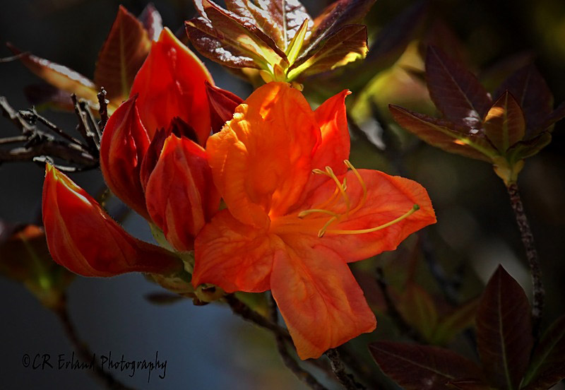 Deciduous Azalea