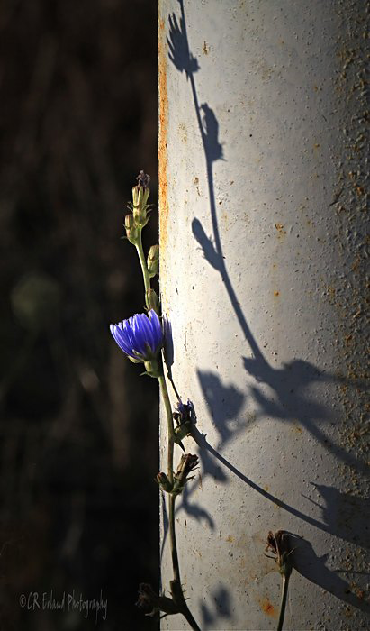 Chicory and ShadowsWeekly Challenge #20 - Something Blue