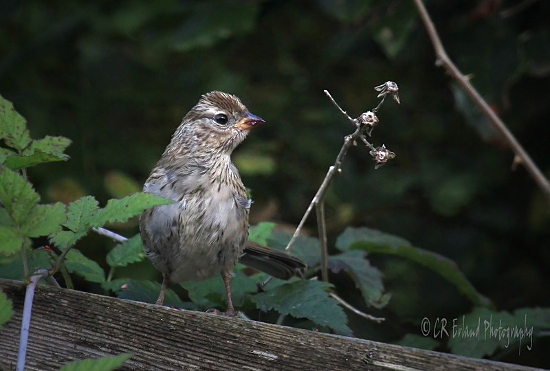 Immature Golden Crowned Sparrow