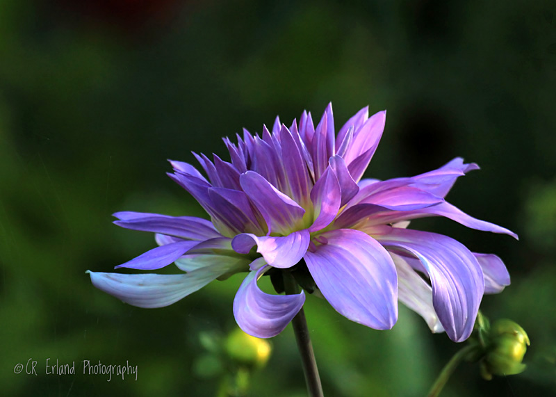 Purple Dahlia