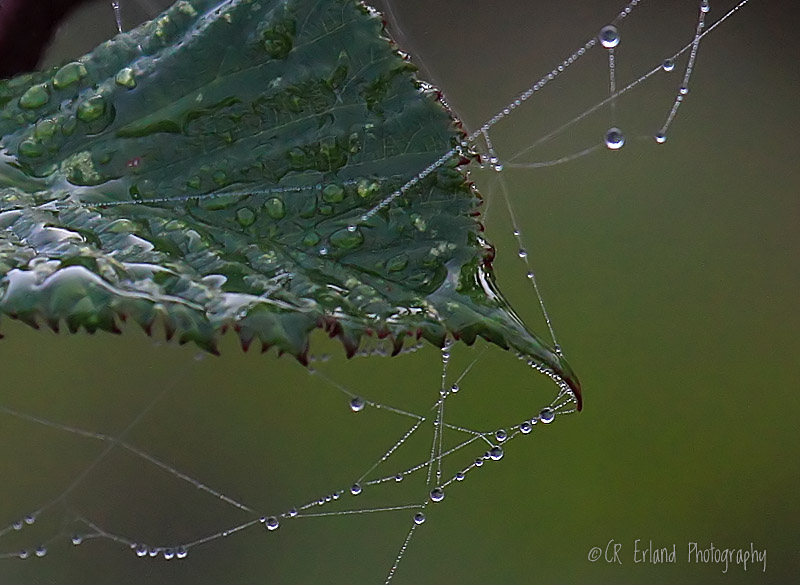 After the Rain