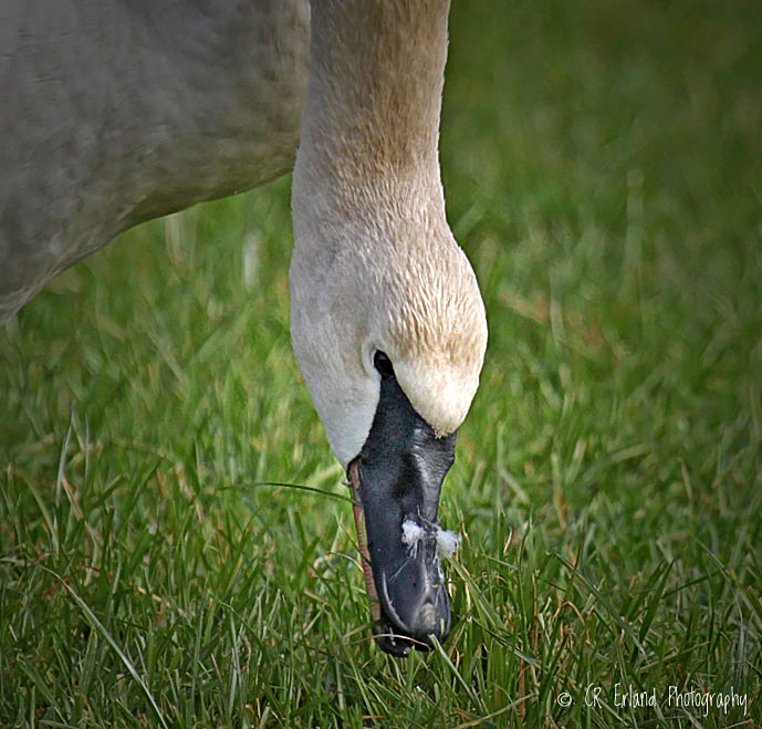 Trumpeter Swan