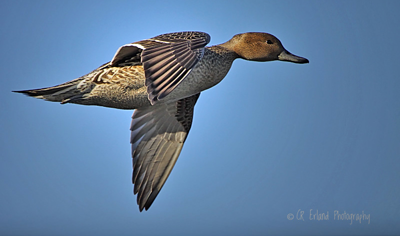 Female Northern Pintail in Flight