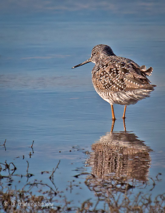 Shorebird