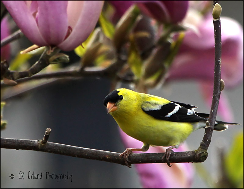 American Goldfinch