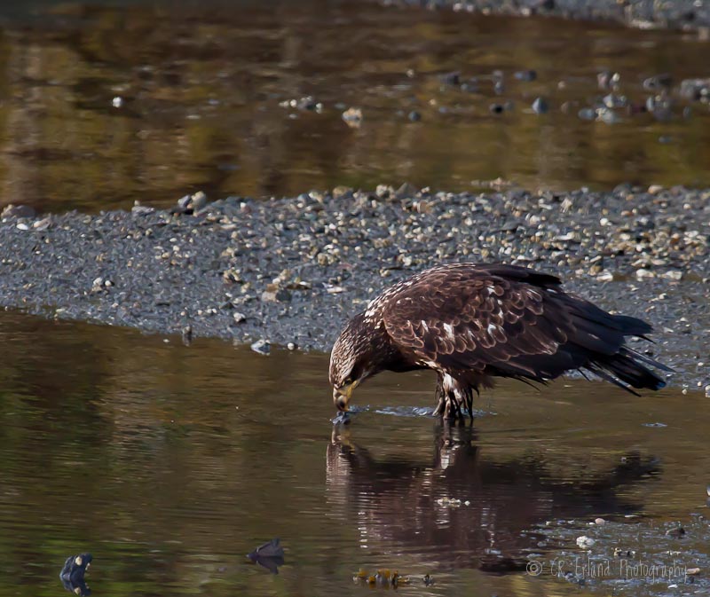 Immature Bald Eagle