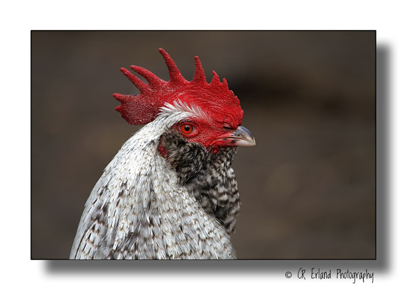 Heather's Rooster