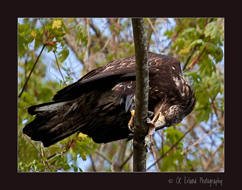 Breakfast in the Tree