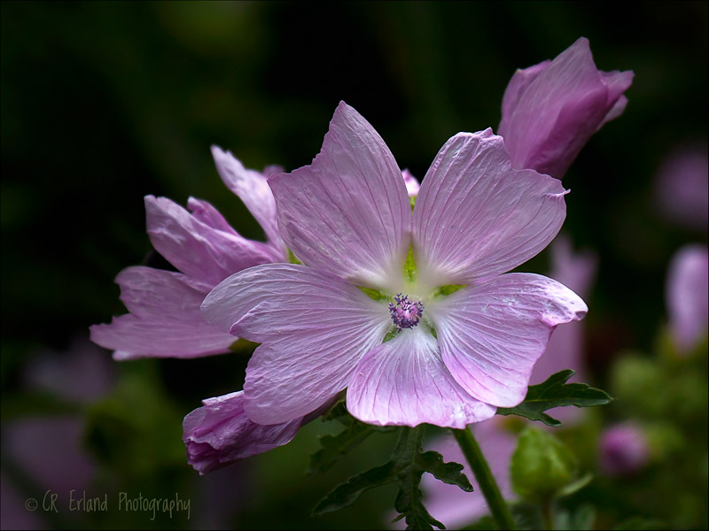 Pink Blooms