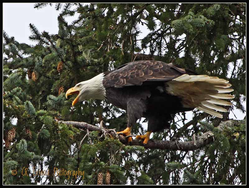 North Island Eagle