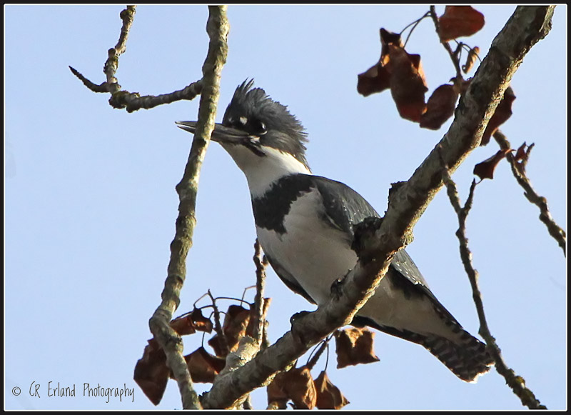 Belted Kingfisher