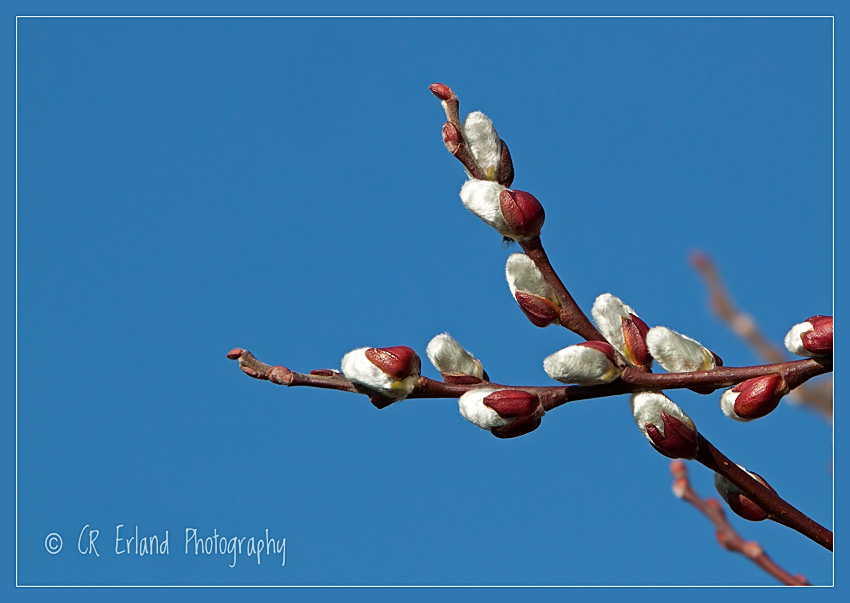 Spring Rite