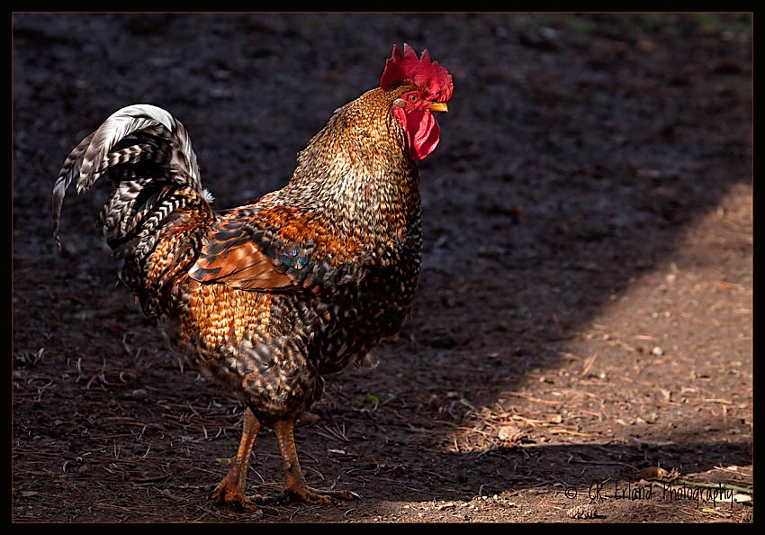 Barnyard Caruso
