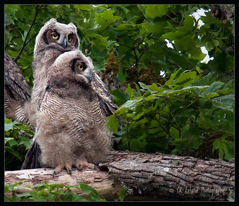  Great Horned Owlets