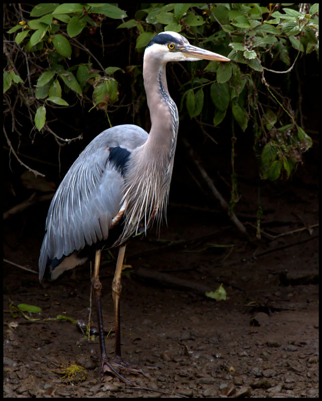 Great Blue Heron