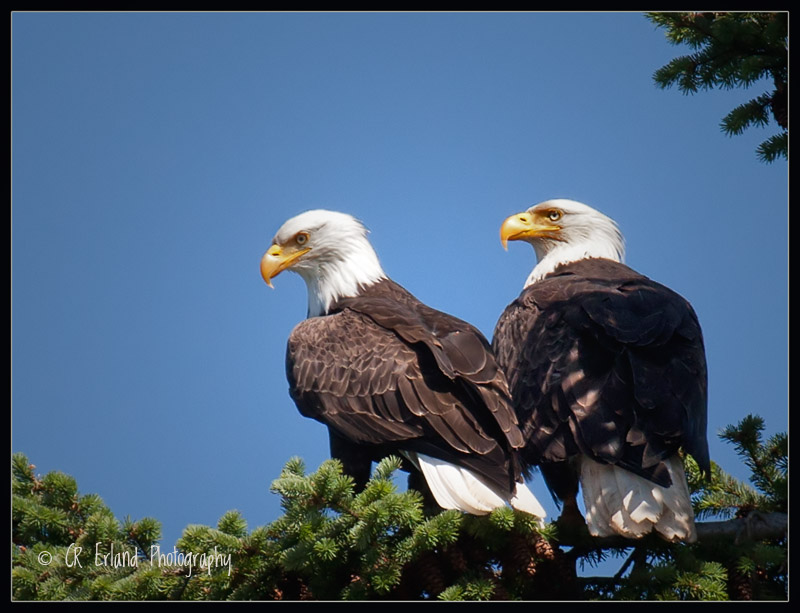 Bald Eagle Pair