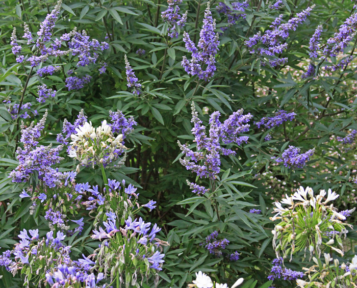 PRIVATE GARDEN FLOWERS