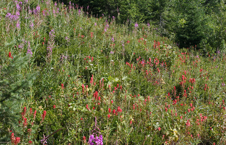 MOUNTAIN WILD FLOWERS
