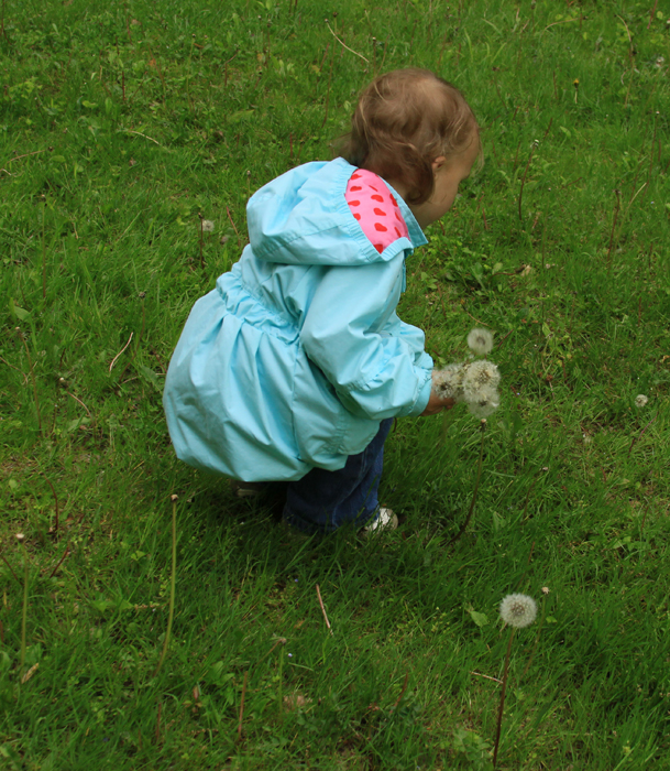 PICKING DANDELIONS