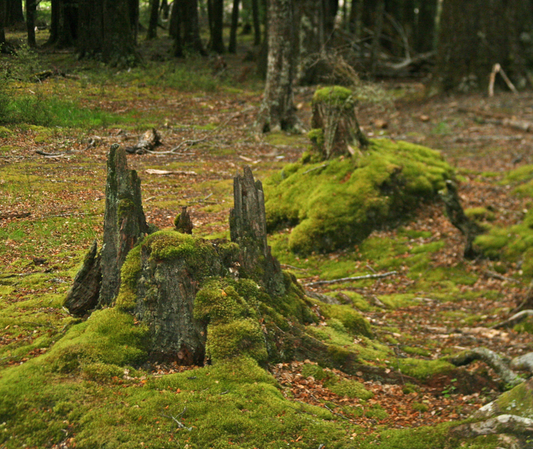 WOODLAND VIEW IN PARADISE -- TWO!