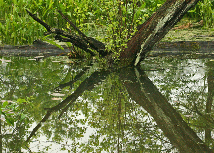 BEAVER POND: CVNP