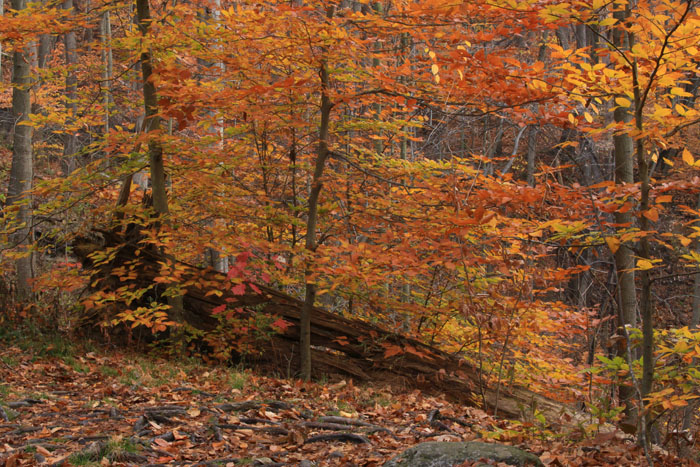 TRAILSIDE COLOR AT BLUE HEN FALLS