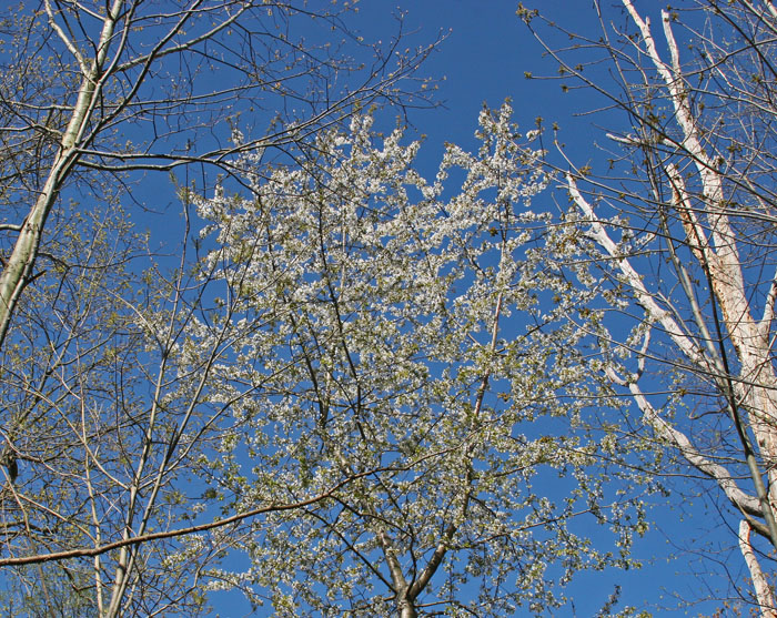 WILD CHERRY
