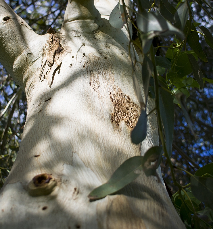 sugargum trunk