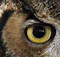 owl avatarEYE cropw_6045342.jpg